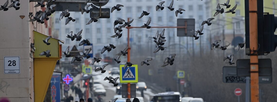 Голуби опасны для человека