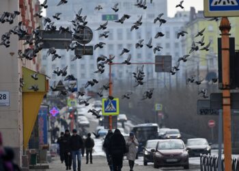 Голуби опасны для человека