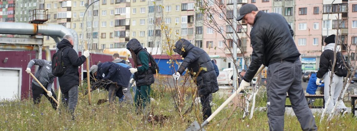 В Норильске у ледовой площадки «Айсберг» высадили полярные ивы и лиственницы