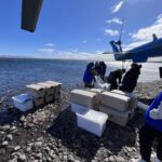 Свыше 55 тысяч мальков нельмы компания «Норникель» выпустила в озеро Кета