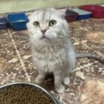 Сил не хватает: в Норильске просят помощи для десятков спасённых кошек