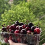 Вишня помогает уснуть, а черешня держит давление: нутрициолог сравнила ягоды