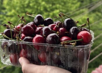 Вишня помогает уснуть, а черешня держит давление: нутрициолог сравнила ягоды