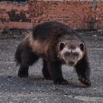 Росомаха продолжает осваивать Норильск по коллекторам: хищник облюбовал новое место жительства