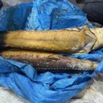 Житель Норильска ответит за краснокнижного осетра в суде