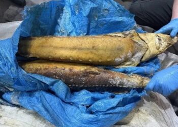 Житель Норильска ответит за краснокнижного осетра в суде