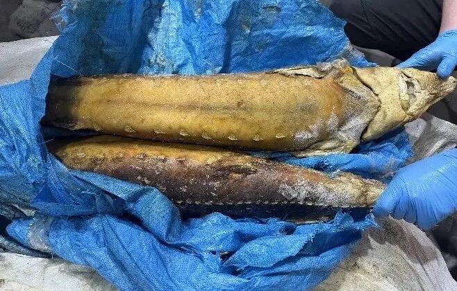 Житель Норильска ответит за краснокнижного осетра в суде