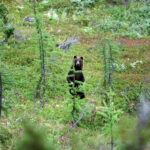 Когда нужно притвориться мёртвым при встрече с медведем, ответил биолог