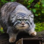 Манулу Борису из «Роева ручья» доставили коробку с сюрпризом для тренировки мозгов