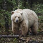 Агрессивный к человеку гибрид полярного и бурого медведей может появиться на севере Красноярья