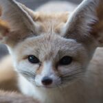 В «Роевом ручье» не стало знаменитого 14-летнего фенека Кузи, который забавно хмурился