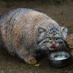 Красноярский манул Борис отъелся до 5,7 кг – до рекорда осталось 700 граммов
